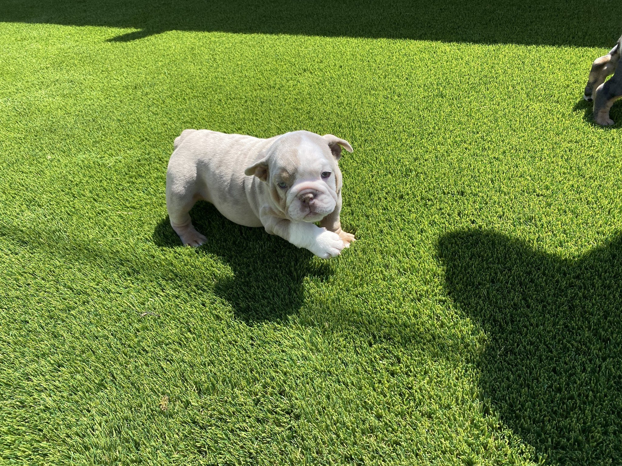 Artificial turf installation project in Mesquite